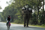 Elephant on the highway