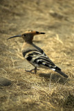 Hoopoe at Corbett