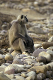 Langur at Corbett