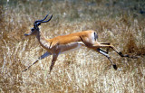 Impala, Liwonde National Park