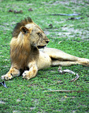 A lone lion