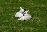 Spring lambs on Arran