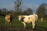 Norman cows