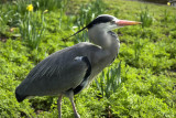 Regents Park