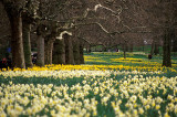 Green Park in spring