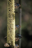 Blue Monarch butterflies gather at a grass tree