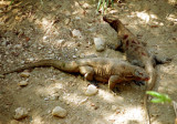 Komodo dragons, Komodo National Park, Indonesia