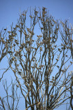 Zebra finches congregate at Purnie Bore