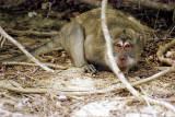 Rhesus monkey, Lombok