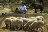 Rusty Frame's demonstration at the Stockman's Hall of Fame, Longreach