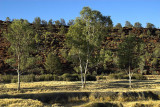 Finke riverbed at Palm Valley campground