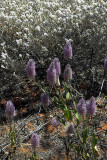 Wildflowers, Kathleen Springs, Kings Canyon