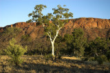 Sunlit ghost gum, outside Alice Springs