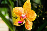 Orchid I.jpg