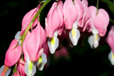 Bleeding Heart II.jpg