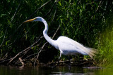 Hillsborough Heron II.jpg