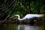 Hillsborough Heron III.jpg