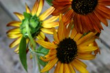 Sun-Flowers.jpg