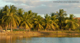Coqueiros da Lagoa