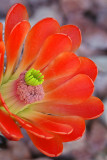 Claret Cup Blossom