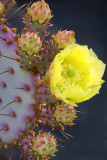 Purple Prickly Pair Blossoms