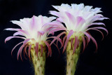 Easter Lilly Blossoms