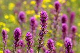 Owls Clover  Bladderpod