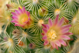 Pincushion Cactus Pink Blossoms