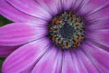 Purple Flower Detail