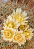 Steno Cactus