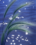 Saguaro Lake & Grasses