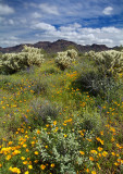 Organ Pipe NM Poppies & Chollos