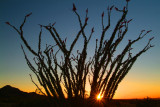 Saddle Mountain Ocotillo Sunset