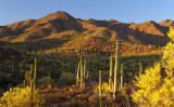 Saguaro NP Blooming Palo Verdes