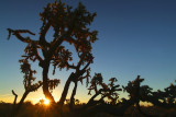 Hanging Chollo Sunrise