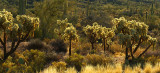 Sonoran Desert Backlit Chollo & Saguaros_UpsizedSharp.jpg