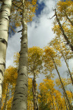 Flagstaff Snowbowl Fall Colors