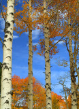 Flagstaff Snowbowl Orange Aspens