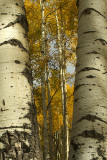 Flagstaff Snowbowl AspenTrunks