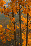 Flagstaff Mt Elden Aspens