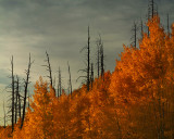 Flagstaff Red Aspens & Charred Pines