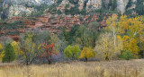 Oak Creek - West Fork Treeline Color