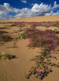 Algodones Sand Dunes Late Afternoon Light