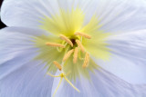 Dune Evening Primrose Closeup