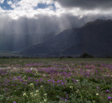 Anza Borrego SP - Suns Rays & Wildflowers