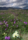 Anza Borrego SP - Dune Evening Primrose & Sand Verbena