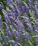 Onion Valley Bush Lupine Closeup