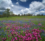 CA - Mt Hamilton - Lupine & Owls Clover