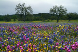 Mt Hamilton - Mixed Wildflowers