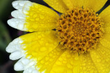 Carrizo Plain - Dew-Covered Tidy Tip